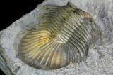 Scabriscutellum Trilobite - Multi-Toned Shell #105355-5